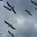 Birding Safety